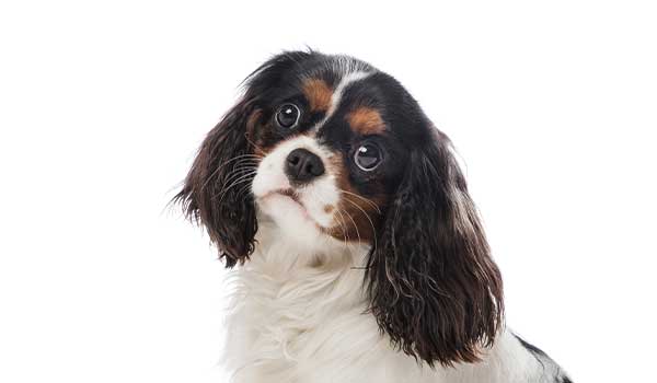 Cavalier King: storia, aspetto, carattere, cura e prezzo