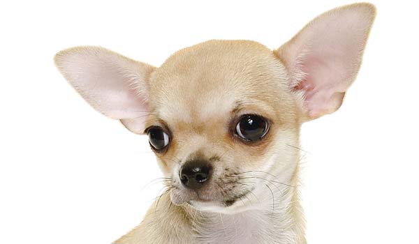Chihuahua: storia, aspetto, carattere, cura e prezzo