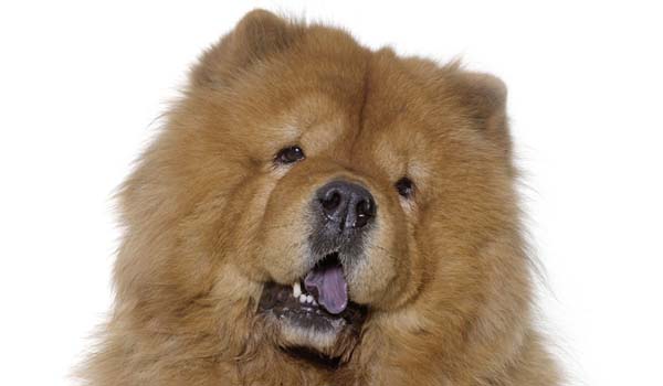 Chow Chow: storia, aspetto, carattere, cura e prezzo