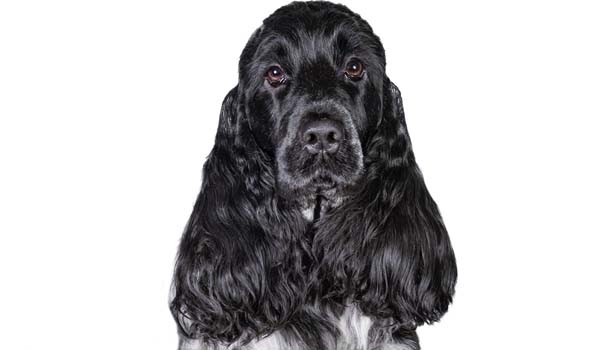 Cocker Spaniel Inglese: storia, aspetto, carattere, cura e prezzo