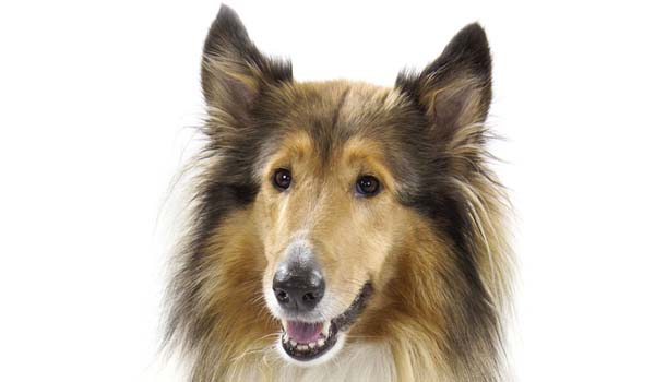 Collie: storia, aspetto, carattere, cura e prezzo