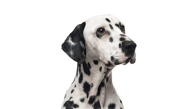 Dalmata: storia, caratteristiche fisiche, carattere, cura e prezzo