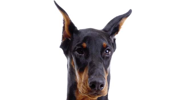 Dobermann: storia, aspetto, carattere, cura e prezzo