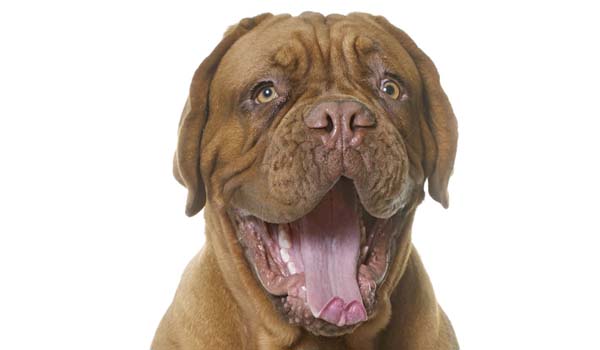 Dogue de Bordeaux: storia, aspetto, carattere, cura e prezzo