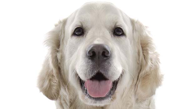 Golden Retriever: storia, aspetto, carattere, cura e prezzo