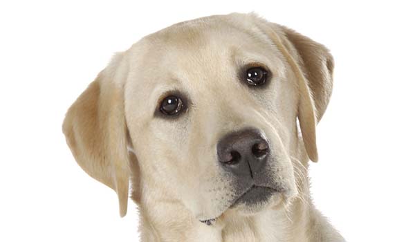 Labrador: storia, caratteristiche fisiche, carattere, cura e prezzo