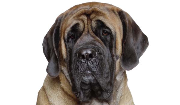 Mastino Inglese: storia, aspetto, carattere, cura e prezzo