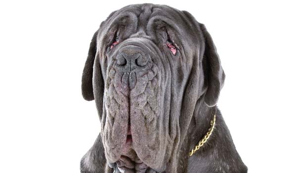 Mastino Napoletano: storia, aspetto, carattere, cura e prezzo