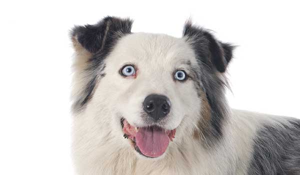 Australian Shepherd: aspetto, carattere, cura e prezzo