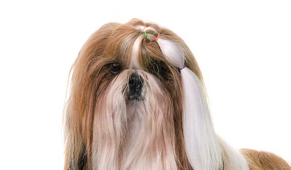 Shih Tzu: storia, caratteristiche fisiche, carattere, cura e prezzo