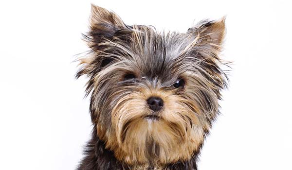 Yorkshire Terrier: storia, aspetto, carattere, cura e prezzo