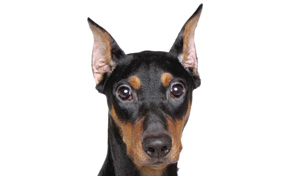 Zwergpinscher: storia, aspetto, carattere, cura e prezzo