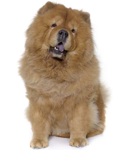 Chow Chow