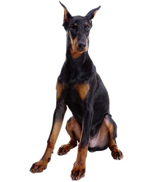 Dobermann