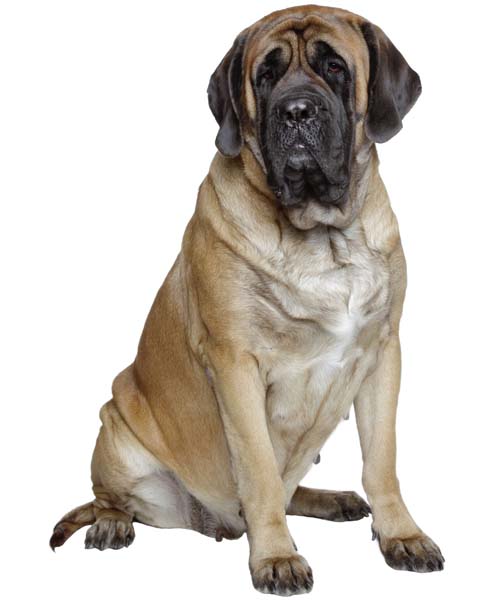 Mastino Inglese: storia, aspetto, carattere, cura e prezzo