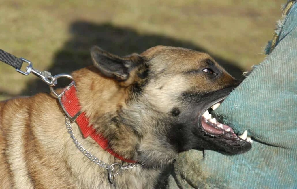 cani rabbia 2