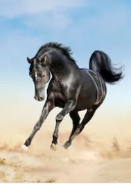 Akhal Tekè il cavallo più bello del mondo