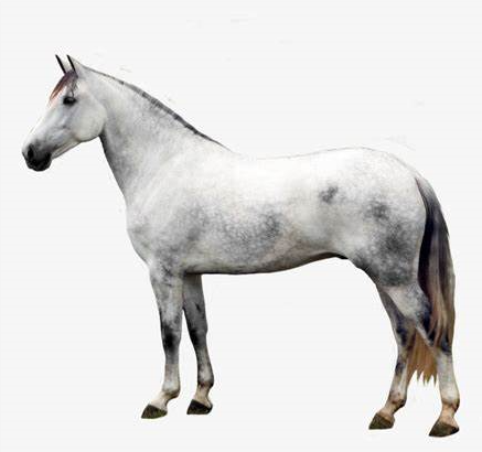Cavallo Andaluso: storia, aspetto, carattere, cura e cultura