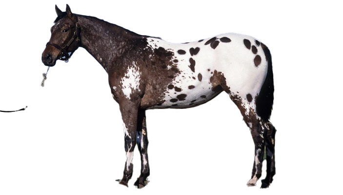 Cavallo Appaloosa: storia, aspetto, carattere, cura e cultura