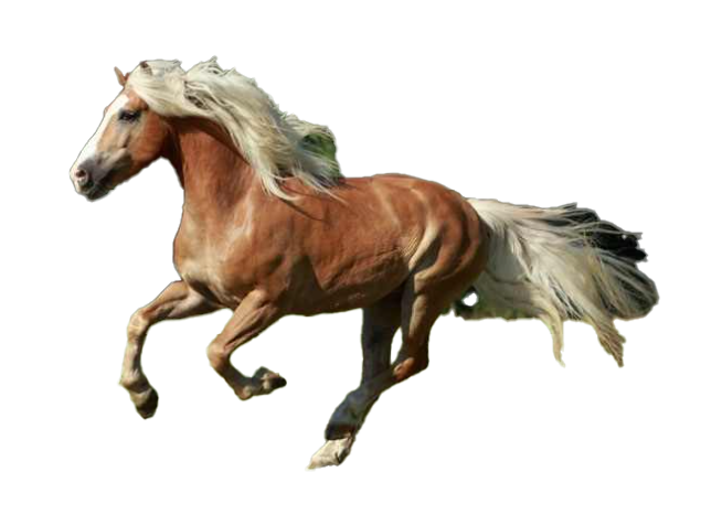 Cavallo Avelignese: storia, aspetto, carattere, cura e cultura