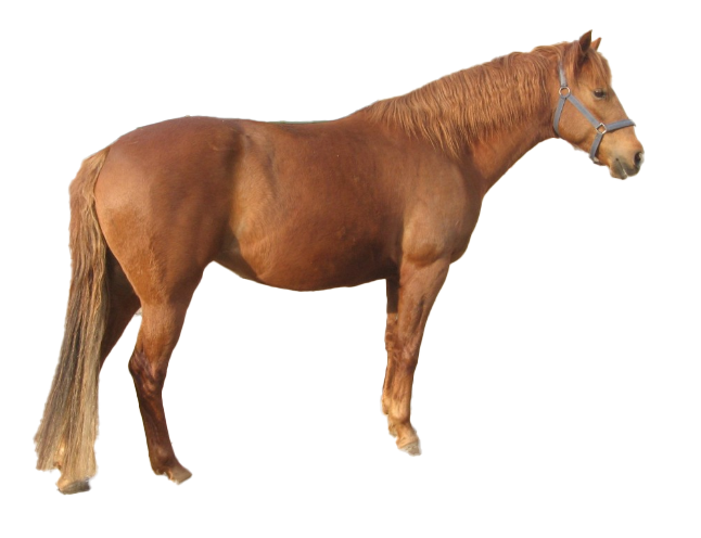 Cavallo Berbero: storia, aspetto, carattere, cura e cultura