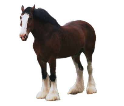 Cavallo Clydesdale: storia, aspetto, carattere, cura e cultura