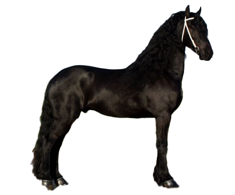 Cavallo Frisone: storia, aspetto, carattere, cura e cultura