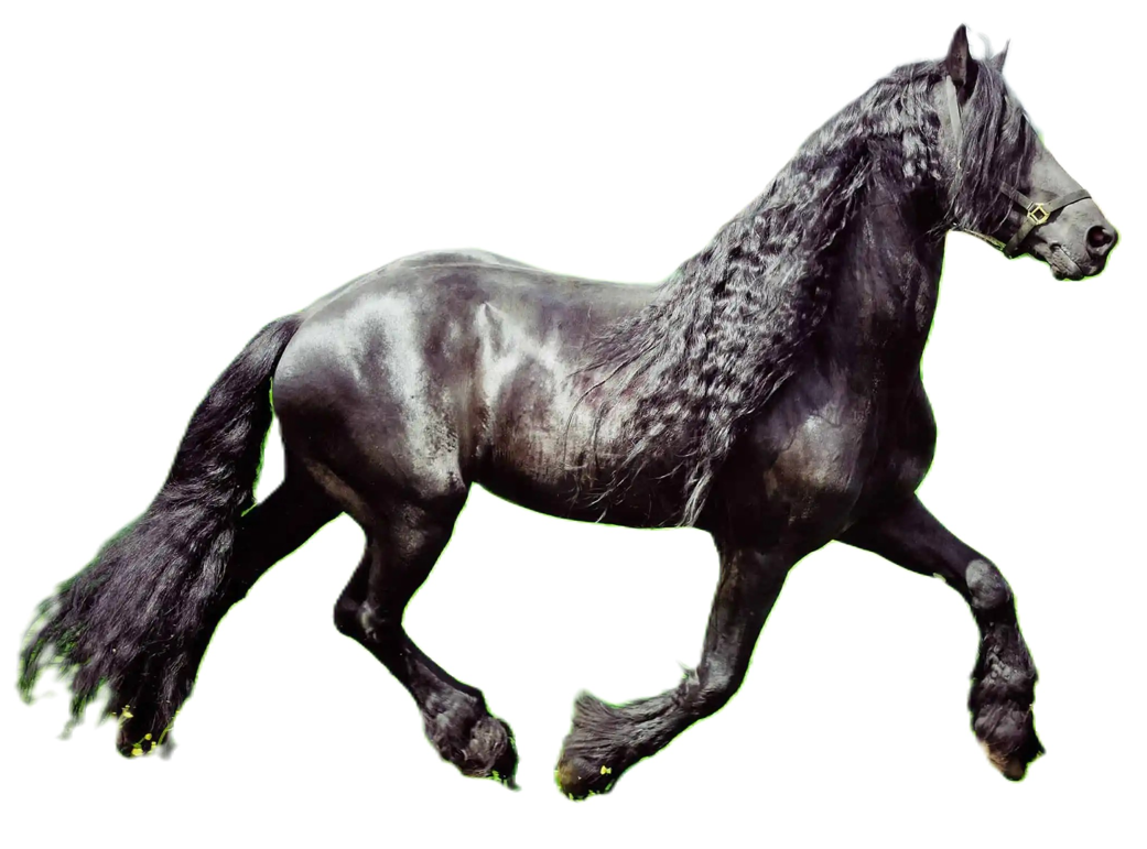 Cavallo Frisone Orientale: storia, aspetto, carattere, cura e cultura