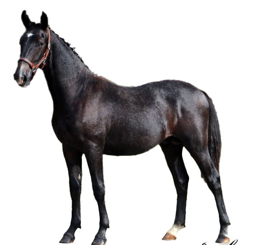 Cavallo Lipizzano: storia, aspetto, carattere, cura e cultura