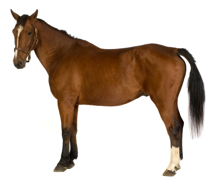 Cavallo Olandese: storia, aspetto, carattere, cura e cultura