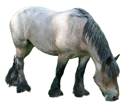 Cavallo Belga da tiro: storia, aspetto, carattere, cura e cultura