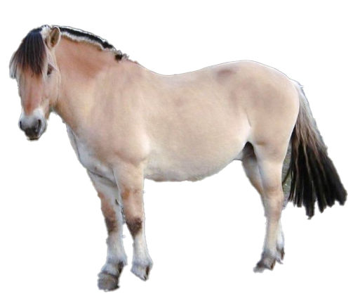 Fjord Pony: storia, aspetto, carattere, cura e cultura