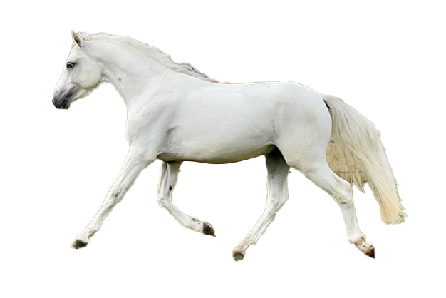 Pony Connemara: storia, aspetto, carattere, cura e cultura
