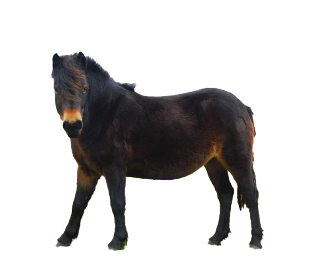Pony exmoor: storia, aspetto, carattere, cura e cultura