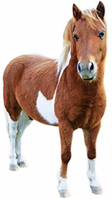 Shetland Pony: storia, aspetto, carattere, cura e cultura
