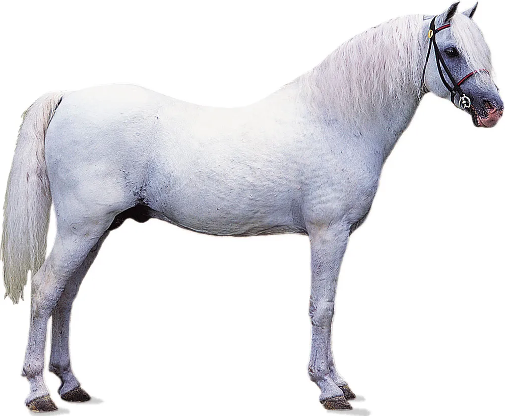 Welsh Pony: storia, aspetto, carattere, cura e cultura
