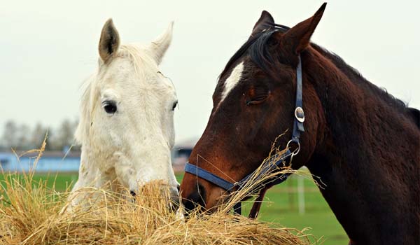 alimentazione del cavallo