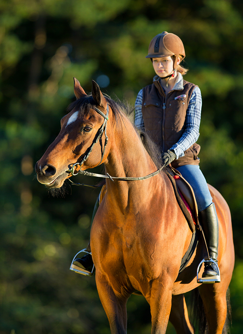 cavallo arabo veterinari