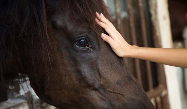 psicologia equina