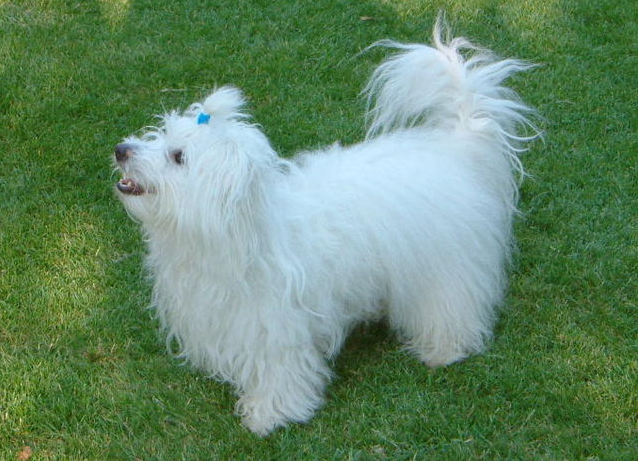 coton de tulear1