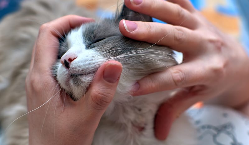 dermatite nei gatti