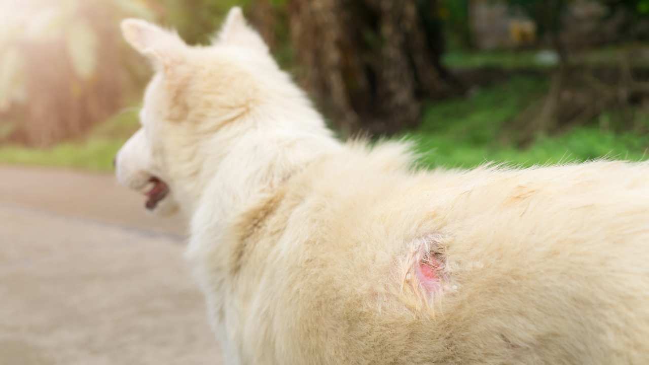 eczema cane sintomi cura e prevenzione doctorvet