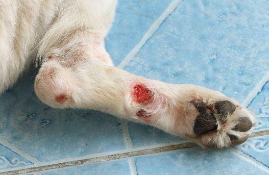 ferita cane non rimargina