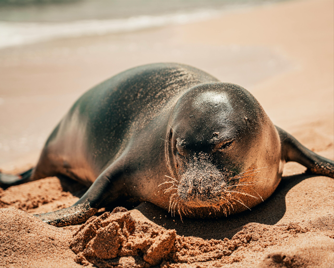 foca1