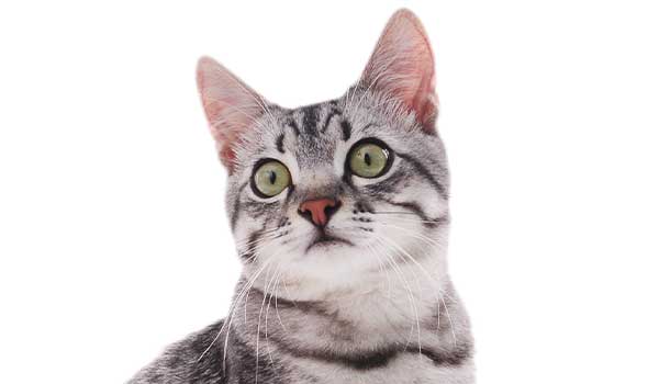 Gatto American Shorthair: aspetto, carattere, cura e prezzo