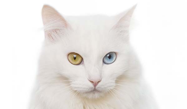 Angora Turco
