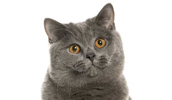 Gatto British Shorthair: aspetto, carattere, cura e prezzo