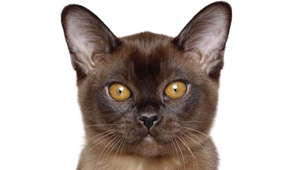 Burmese