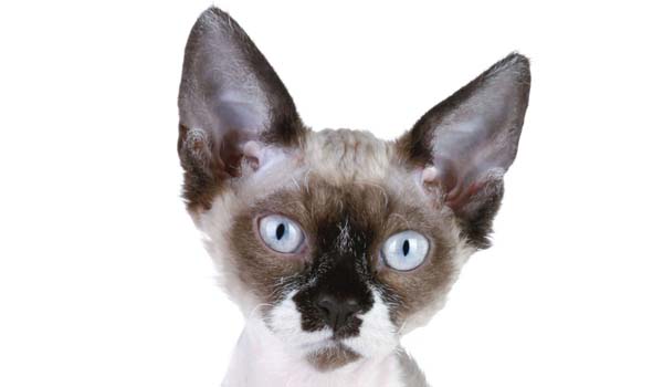 Devon Rex