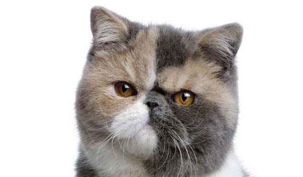 Exotic Shorthair